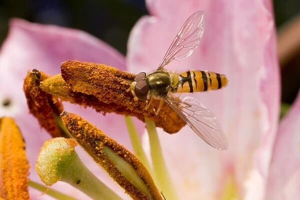 Marmalade Hoverfly - feeding on lily flower
