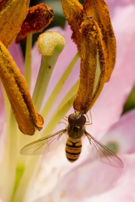Framed Print : Marmalade Hoverfly - feeding on lily flower Framed Print : Marmalade Hoverfly - feeding on lily flower