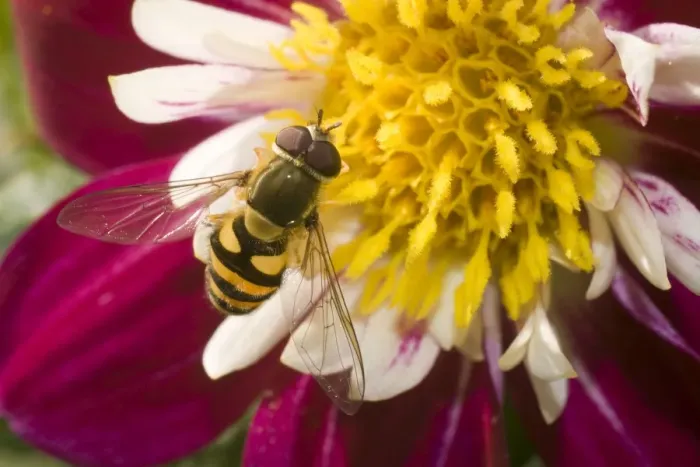 Framed Print : Marmalade Hoverfly - on flower Framed Print : Marmalade Hoverfly - on flower