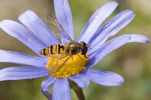 Marmalade Hoverfly  /  Fly - (Syrphidae family) - on flower