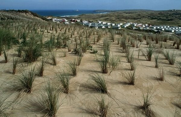 Marram or Beach grass Ammophila arenaria planted to stabilise sand dunes Hayle Cornwall UK