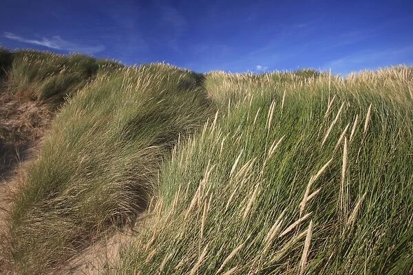 Marram Grass - on coastal sand dunes, Northumberland National Park, England