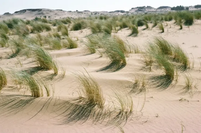 Framed Print : Marram Grass - & sand dunes Corfu