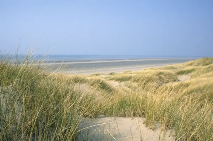 Framed Print : Marram Grass - & sand dunes Wales Framed Print : Marram Grass - & sand dunes Wales