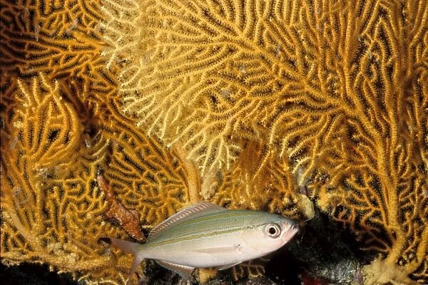 Marr's fusilier (Pterocaesio marri) feeds on plankton and is usually seen in large schools picking its food from the ocean currents. Great Barrier Reef Marine Park, Queensland, Australia