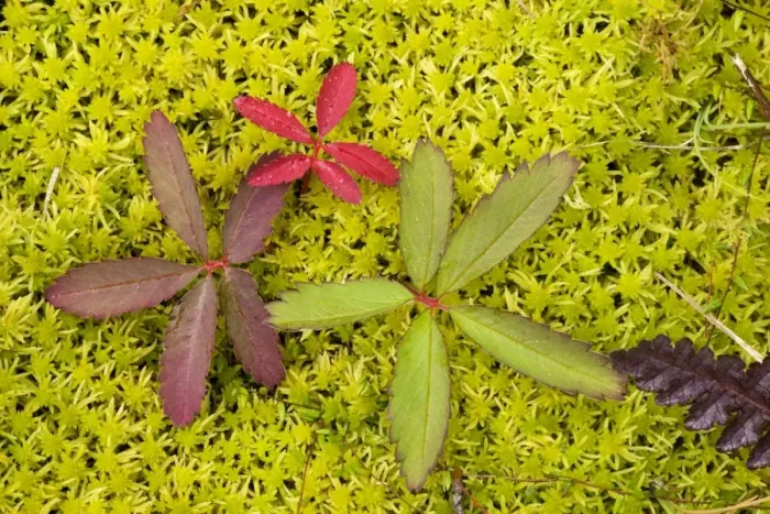 Framed Print : Marsh cinquefoil (Potentilla palustris), growing on bog surface; leaves only. Scotland