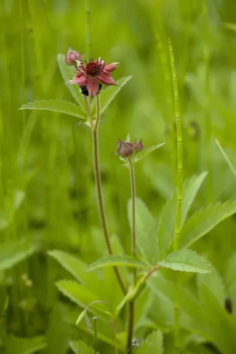 Framed Print : Marsh cinquefoil (Potentilla palustris), growing on bog surface; in flower, Scotland