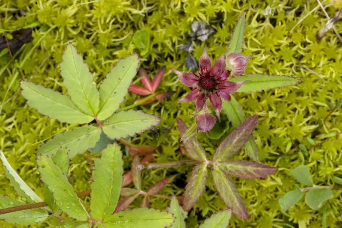 Framed Print : Marsh cinquefoil (Potentilla palustris), growing on bog surface; in flower, Scotland Framed Print : Marsh cinquefoil (Potentilla palustris), growing on bog surface; in flower, Scotland