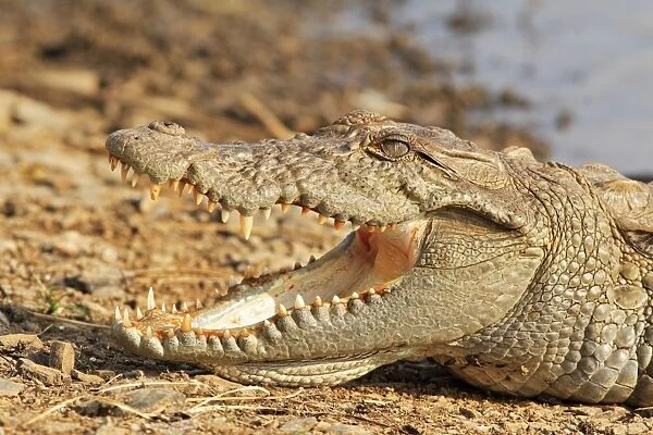 Marsh Crocodile basking under the sun, Ranthambhor National Park, India