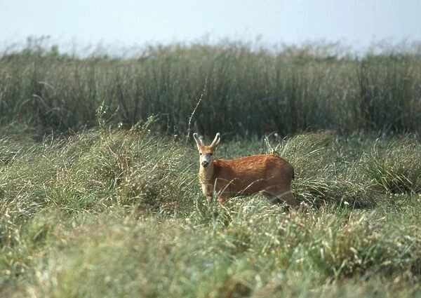 Marsh Deer - In long grass. Esteros de Ibera, Corrientes Province, Argentina