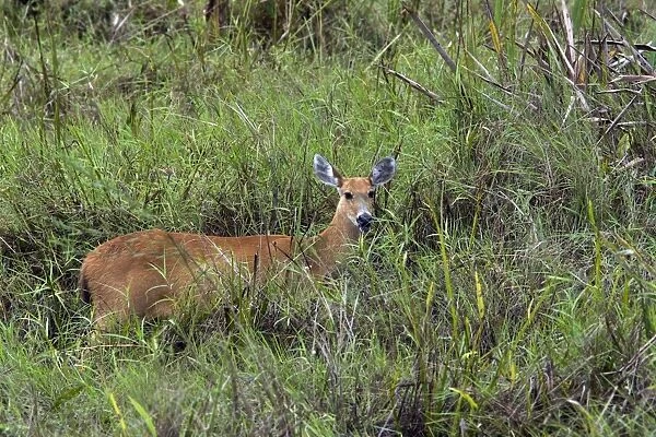 Marsh Deer - Pantanal - Brazil