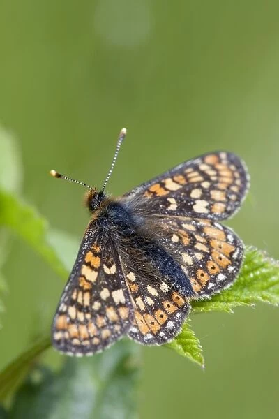 Marsh Fritillary Butterfly - Cornwall - UK
