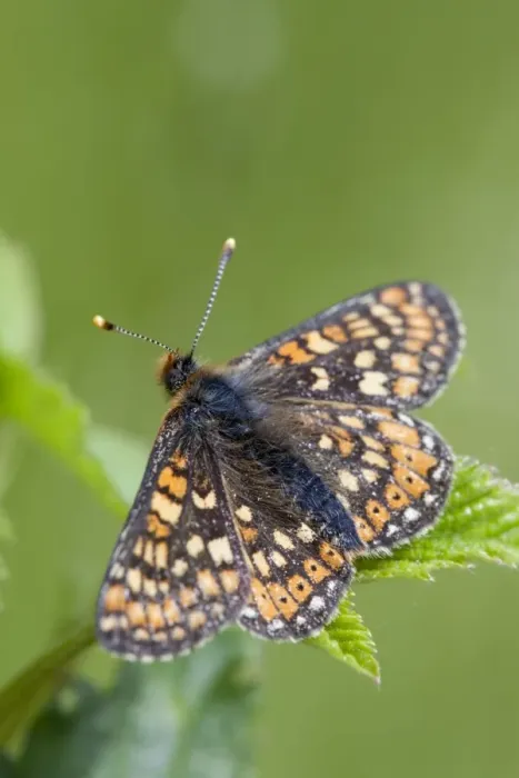 Framed Print : Marsh Fritillary Butterfly - Cornwall - UK Framed Print : Marsh Fritillary Butterfly - Cornwall - UK