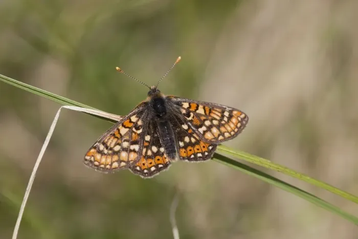 Framed Print : Marsh Fritillary Butterfly - Cornwall - UK Framed Print : Marsh Fritillary Butterfly - Cornwall - UK