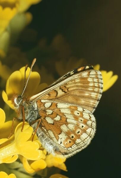 Marsh Fritillary Butterfly JLM 479 Euphydras qurinia © J. L. Mason  /  ARDEA LONDON