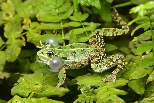 Marsh Frog croaking male defending it's territory Krka National Park, Croatia
