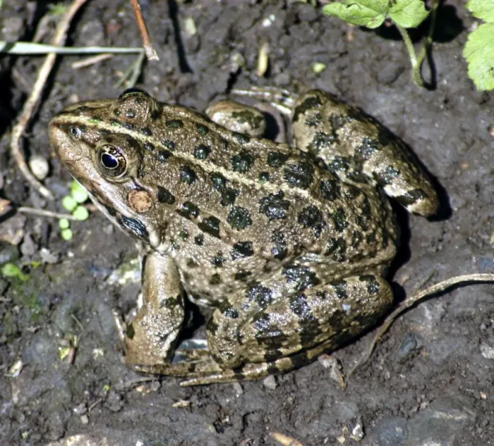 Framed Print : Marsh frog, Europe- introduced to England Framed Print : Marsh frog, Europe- introduced to England