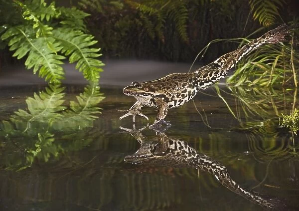 Marsh Frog - jumping into misty pond - controlled conditions 14921