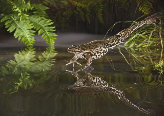 Framed Print : Marsh Frog - jumping into misty pond - controlled conditions 14921 Framed Print : Marsh Frog - jumping into misty pond - controlled conditions 14921