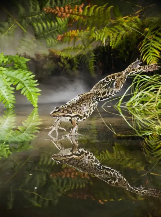 Framed Print : Marsh Frog - jumping into misty pond - controlled conditions 14923 Framed Print : Marsh Frog - jumping into misty pond - controlled conditions 14923