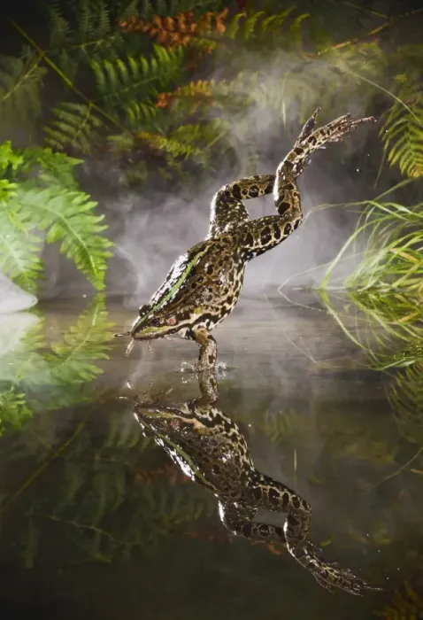 Framed Print : Marsh Frog - jumping into misty pond - controlled conditions 14928 Framed Print : Marsh Frog - jumping into misty pond - controlled conditions 14928