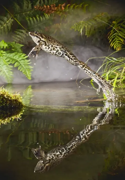 Framed Print : Marsh Frog - jumping from misty pond - controlled conditions 14929 Framed Print : Marsh Frog - jumping from misty pond - controlled conditions 14929