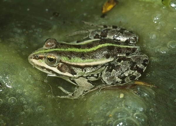 Marsh Frog - In lake