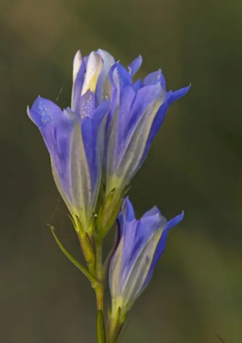 Framed Print : Marsh Gentian Framed Print : Marsh Gentian
