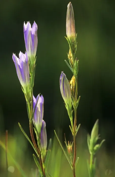 Framed Print : Marsh Gentian Framed Print : Marsh Gentian