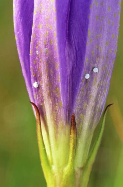 Marsh Gentian with eggs of Alcon Blue