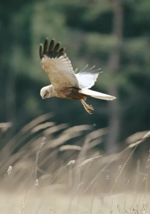 Framed Print : Marsh Harrier Framed Print : Marsh Harrier