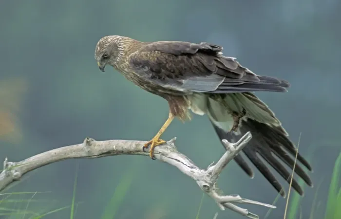 Framed Print : Marsh Harrier - Adult male on branch - Stretching his wings The Netherlands, Overijssel Framed Print : Marsh Harrier - Adult male on branch - Stretching his wings The Netherlands, Overijssel