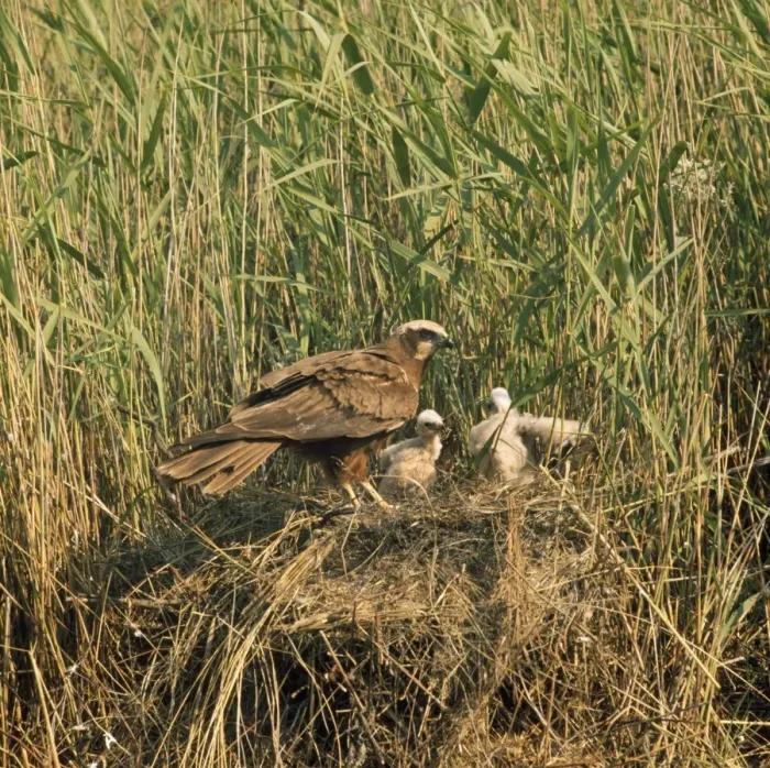 Framed Print : Marsh Harrier - adult at nest with young - Denmark Framed Print : Marsh Harrier - adult at nest with young - Denmark
