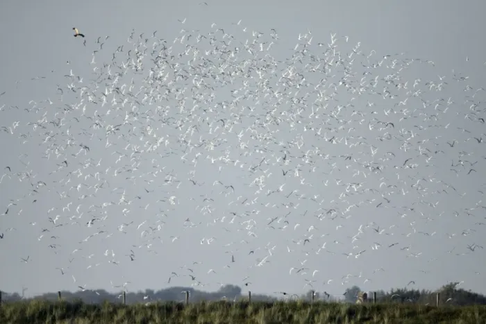 Framed Print : Marsh Harrier - causing panic amongst breeding colony of Sandwich Terns (Sterna sandvicensis), Island of Texel, Holland Framed Print : Marsh Harrier - causing panic amongst breeding colony of Sandwich Terns (Sterna sandvicensis), Island of Texel, Holland