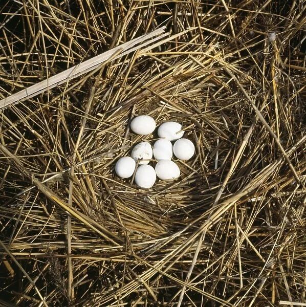 Marsh Harrier - eggs in nest