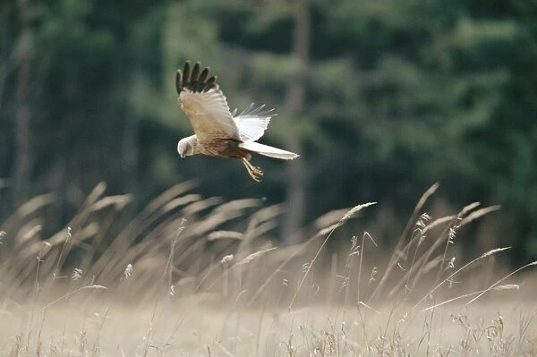 Marsh Harrier - in flight
