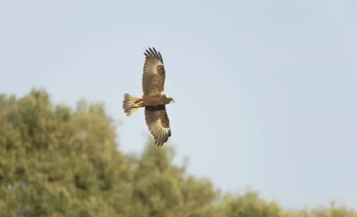 Framed Print : Marsh Harrier - In flight hunting - September - Suffolk - UK Framed Print : Marsh Harrier - In flight hunting - September - Suffolk - UK