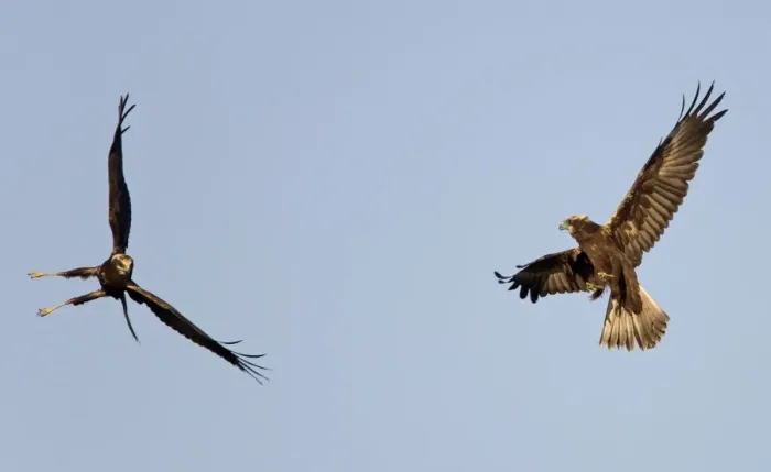 Framed Print : Marsh Harrier - In flight play-fighting - September - Suffolk - UK Framed Print : Marsh Harrier - In flight play-fighting - September - Suffolk - UK