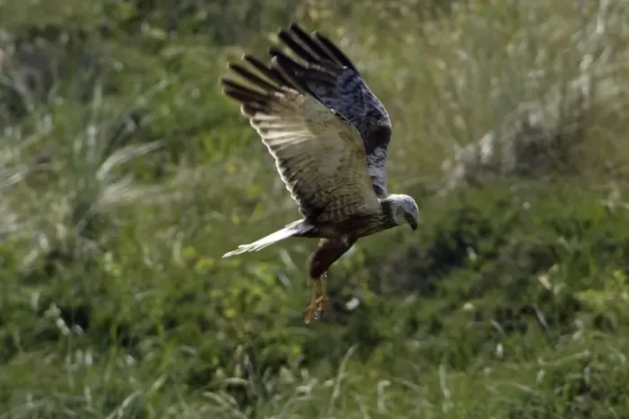 Framed Print : Marsh Harrier - Immature bird in flight, hunting Isle of Texel, Holland Framed Print : Marsh Harrier - Immature bird in flight, hunting Isle of Texel, Holland