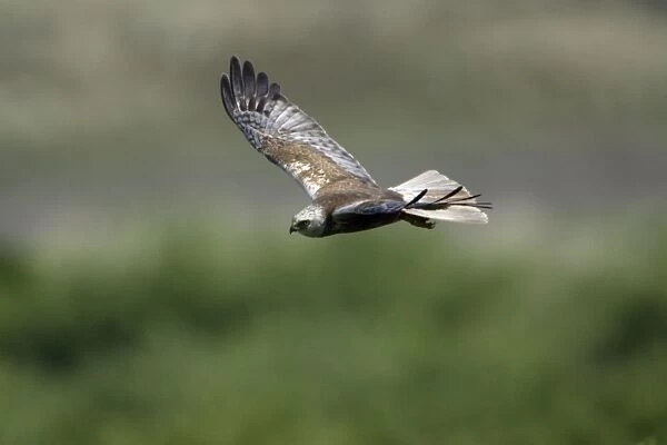 Marsh Harrier - Male in flight, hunting Isle of Texel, Holland