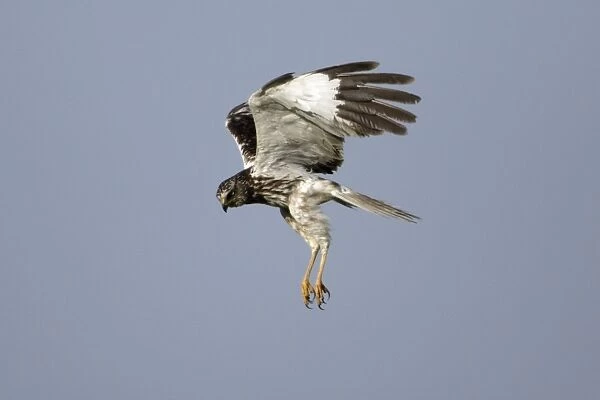 Marsh Harrier - Male in flight, hunting Isle of Texel, Holland