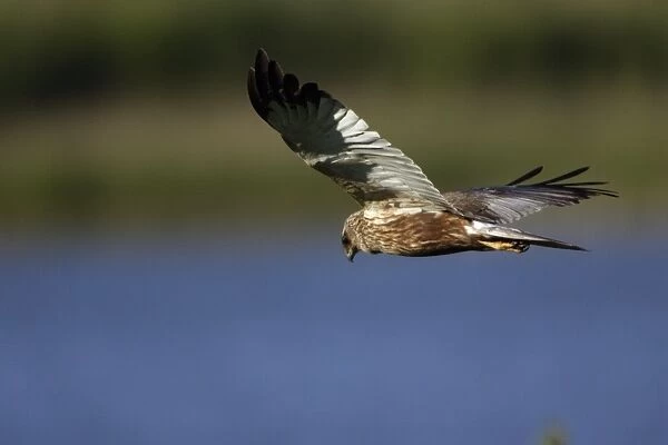 Marsh Harrier - Male in flight, hunting over marshland Isle of Texel, Holland