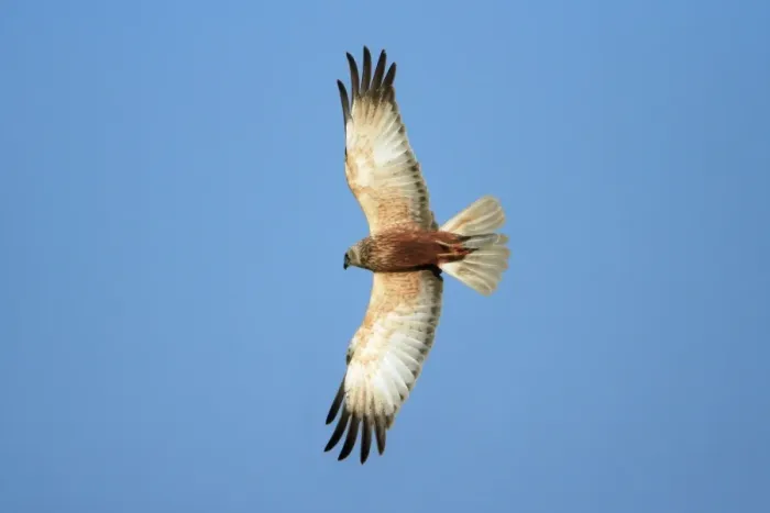 Framed Print : Marsh Harrier - male in flight, Texel, Holland Framed Print : Marsh Harrier - male in flight, Texel, Holland