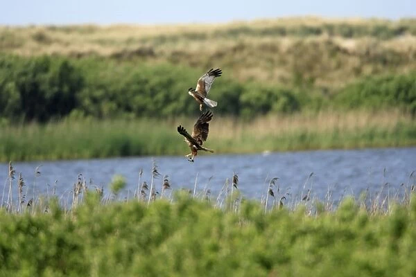 Marsh Harrier - Male passing food to female in flight - above nest - Texel -Holland