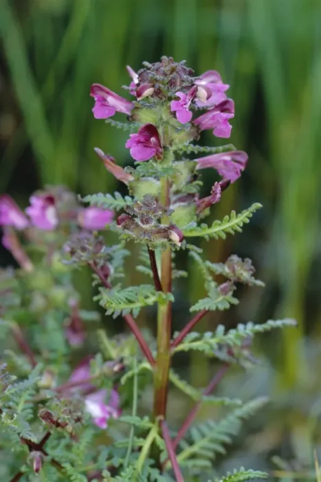 Framed Print : Marsh Lousewort / Red Rattle Framed Print : Marsh Lousewort / Red Rattle