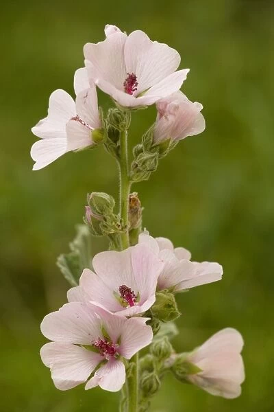 Marsh Mallow (Althaea officinalis) in flower