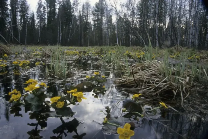 Framed Print : Marsh marigold flowering in flooded forest near river Taz; spring; North Tumen region, Siberia, Russia Tz30. 0734 Framed Print : Marsh marigold flowering in flooded forest near river Taz; spring; North Tumen region, Siberia, Russia Tz30. 0734