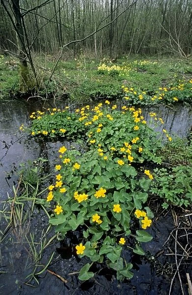 Marsh Marigold in marsh