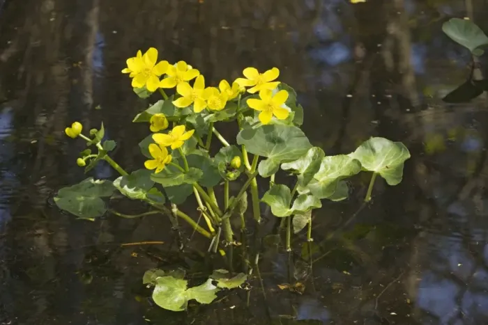 Framed Print : Marsh marigolds, or King-cups, (Caltha palustris) flowering in water Framed Print : Marsh marigolds, or King-cups, (Caltha palustris) flowering in water