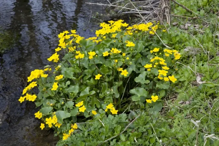 Framed Print : Marsh Marigolds / Kingcups - on stream bank Cotswolds UK Framed Print : Marsh Marigolds / Kingcups - on stream bank Cotswolds UK